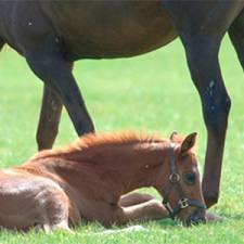 Must-read Websites and Blogs for Horse Lovers 