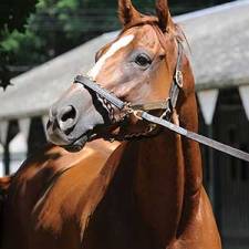 Wise Dan:  Hall of Famer Made by Love, Built for Speed