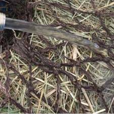 Beyond Dust Reduction: Soaking Hay Improves Lung Function