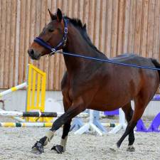 5 Tips to Help You Train Your Horse