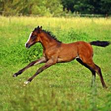 Why Do Horse Breeders Terminate a Twin?