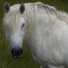 Sugar Does Not Cause Equine Metabolic Syndrome