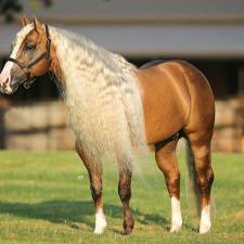 5 Tips For Getting Your Horse Show-Ready